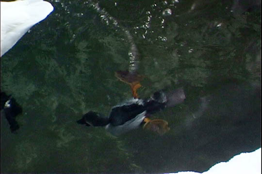 clip0006