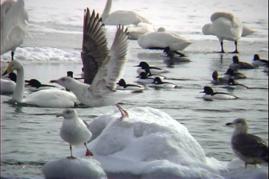 clip0013