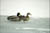 clip0017