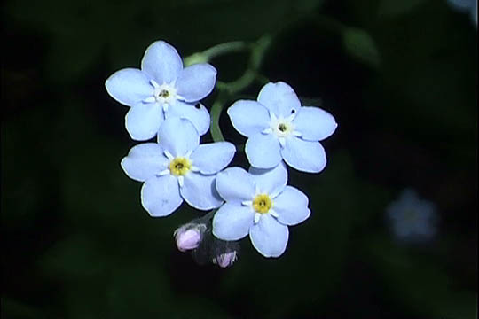 clip0001