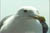clip0008