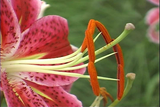 clip0005