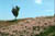 clip0006