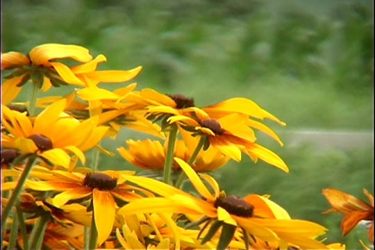 clip0025