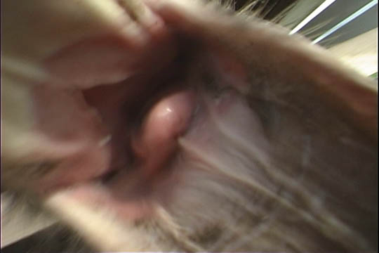 clip0047