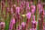 clip0038