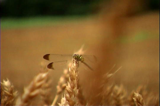 clip0053