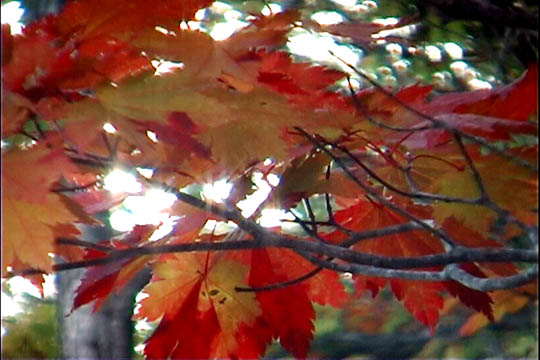 clip0017