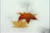 clip0000