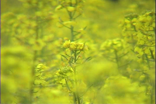 clip0001
