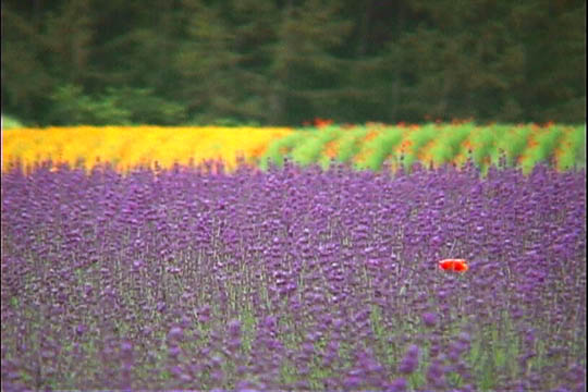 clip0002