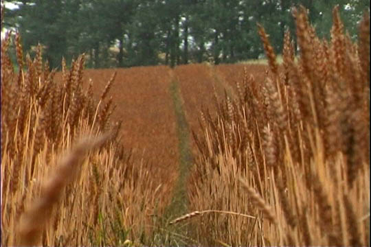clip0013