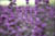 clip0004