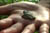 clip0006