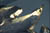 clip0003