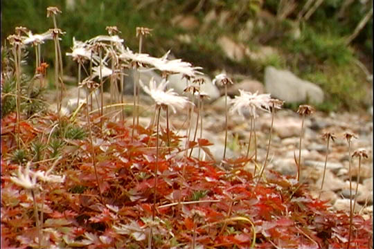 clip0011