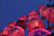 clip0005