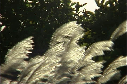 clip0009